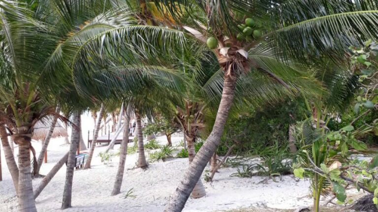 Read more about the article Dancing palms in Cancun!